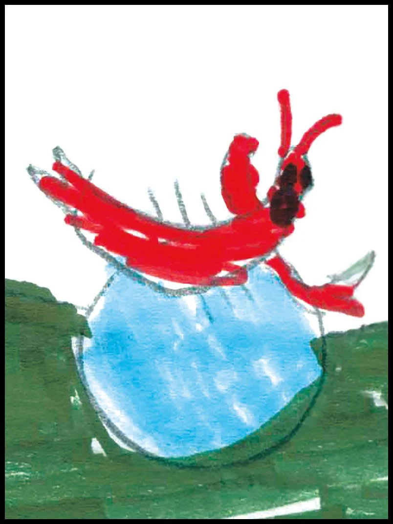 Timmy the Crayfish